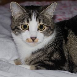 Close-up portrait of a cat