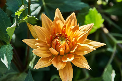 Close-up of yellow flowering plant