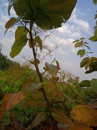 Low angle view of bird on tree against sky