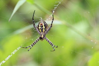 Close-up of spider on web