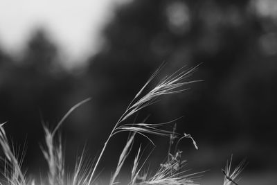 Close-up of stalks in field