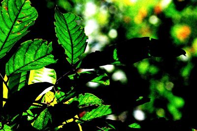 Close-up of green leaves