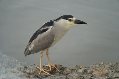 Close-up of bird perching on rock