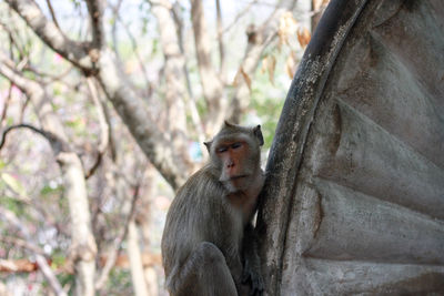 Monkey sitting on a tree