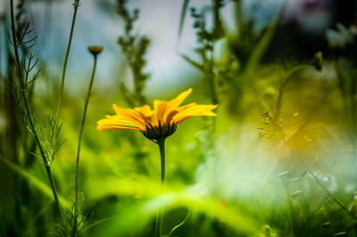 Close-up of yellow flowers blooming in field