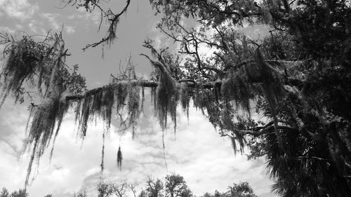 Low angle view of trees against sky