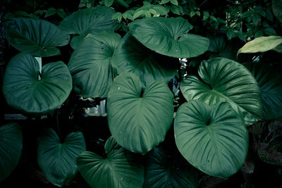 High angle view of flowering plants