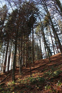 Low angle view of trees in forest against sky