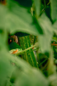 Close-up of lizard on leaf