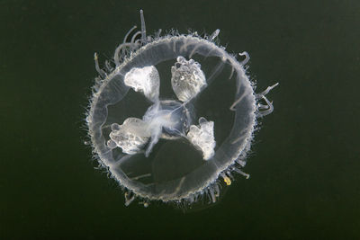 Craspedacusta sowerbii, a freshwater jellyfish from soderica lake, croatia