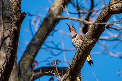 Low angle view of bird perching on tree