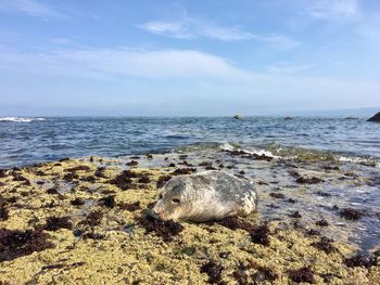 Grey seal on rocks at filey, east yorkshire, united kingdom