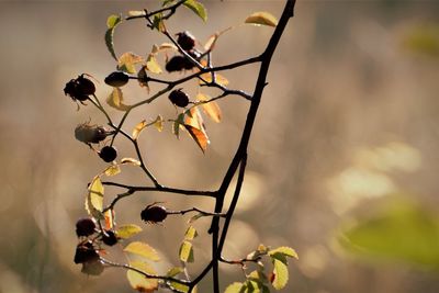 Close-up of flowering plant against blurred background