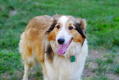 Portrait of rough collie