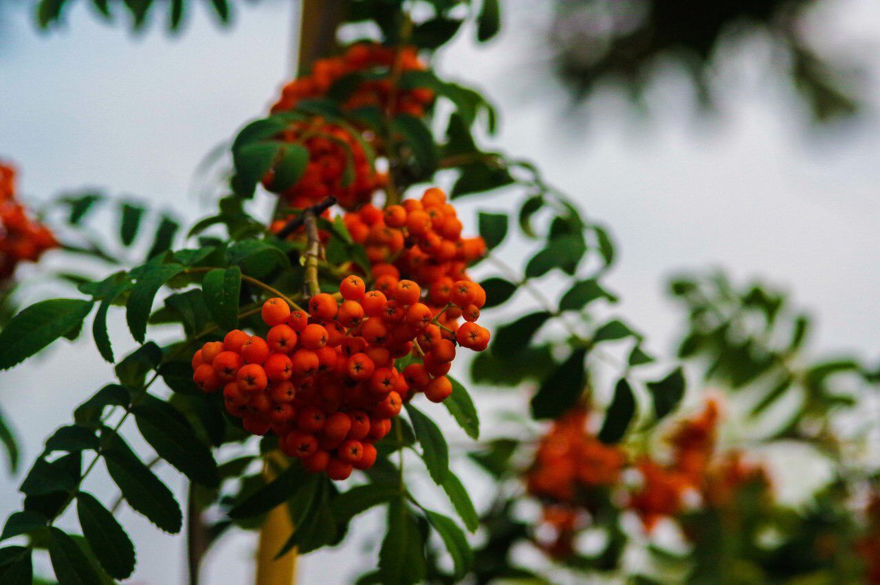 fruit, healthy eating, growth, food and drink, berry fruit, food, plant, red, plant part, leaf, freshness, rowanberry, focus on foreground, day, no people, nature, close-up, beauty in nature, selective focus, tree, outdoors, ripe