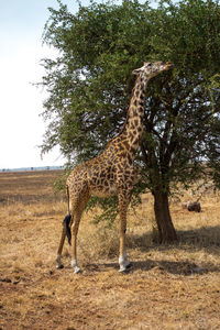 View of giraffe on field