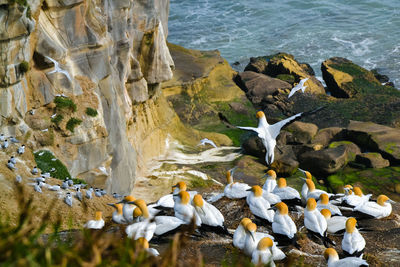 High angle view of seagulls flying over sea
