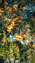 Low angle view of flower tree