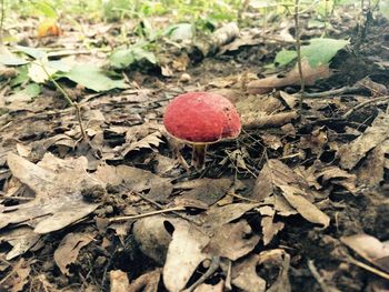 Close-up of mushroom growing in field