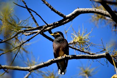 Low angle view of bird perching on branch