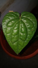High angle view of green leaf on plant