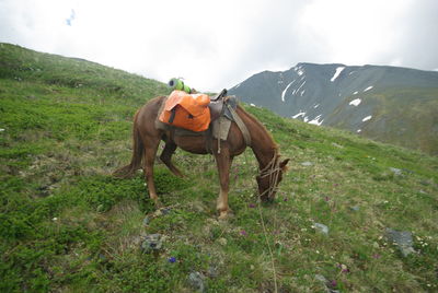 Horse standing on field