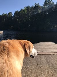 Close-up of dog by trees against sky