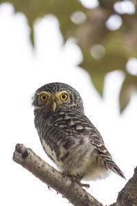 Low angle view of owl perching on branch