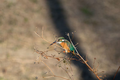 Close-up of bird perching on branch