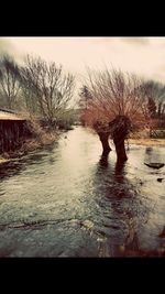 Bare trees in water