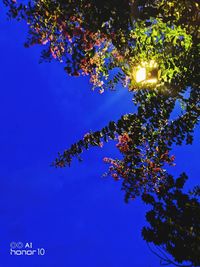 Low angle view of flowering tree against blue sky