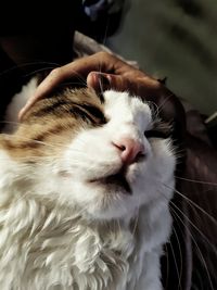 Close-up of white cat