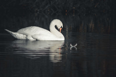 Swans swimming in lake