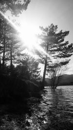 Sunlight streaming through trees in lake