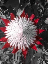 Close-up of red flower blooming outdoors