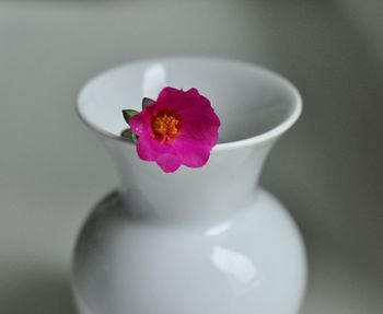 Close-up of pink flower in vase