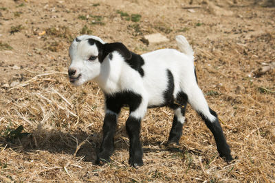 View of a sheep on field