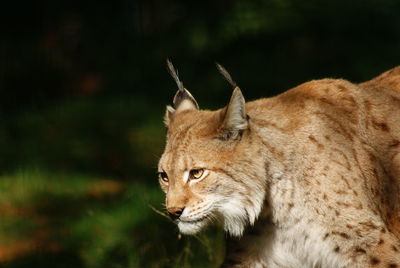 Close-up of a lynx looking away in der harz, germany.