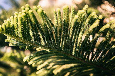 Araucaria heterophylla branch or house pine or norfolk island pine evergreen coniferous tree