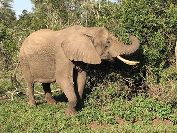 Elephant on field