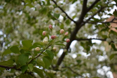 Close-up of flowering plant against tree