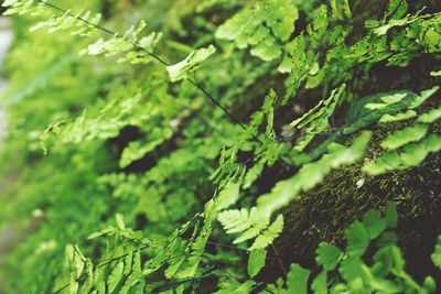 Close-up of leaves on tree