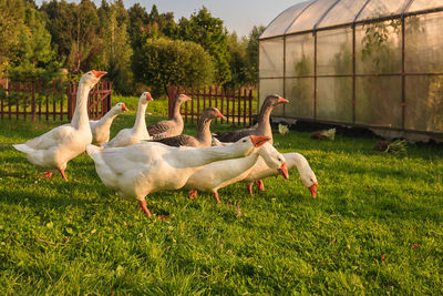 Domestic geese outdoors on a sunny day.