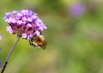 Close-up of bee pollinating on purple flower