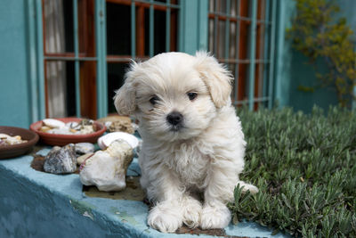 Portrait of a dog