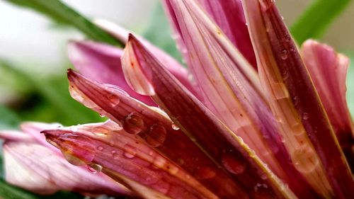 Close-up of pink day lily