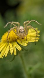 Close-up of spider on leaf