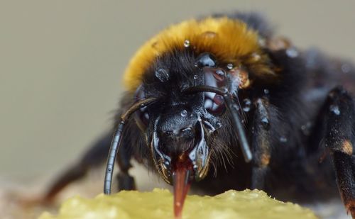 Close-up of bee pollinating flower