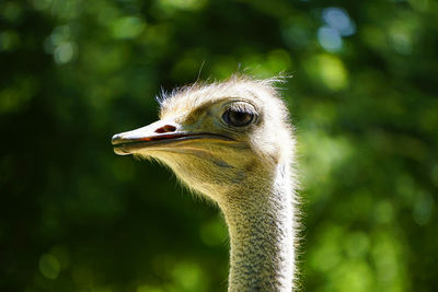 Portrait of a female ostrich