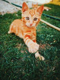 Portrait of tabby cat